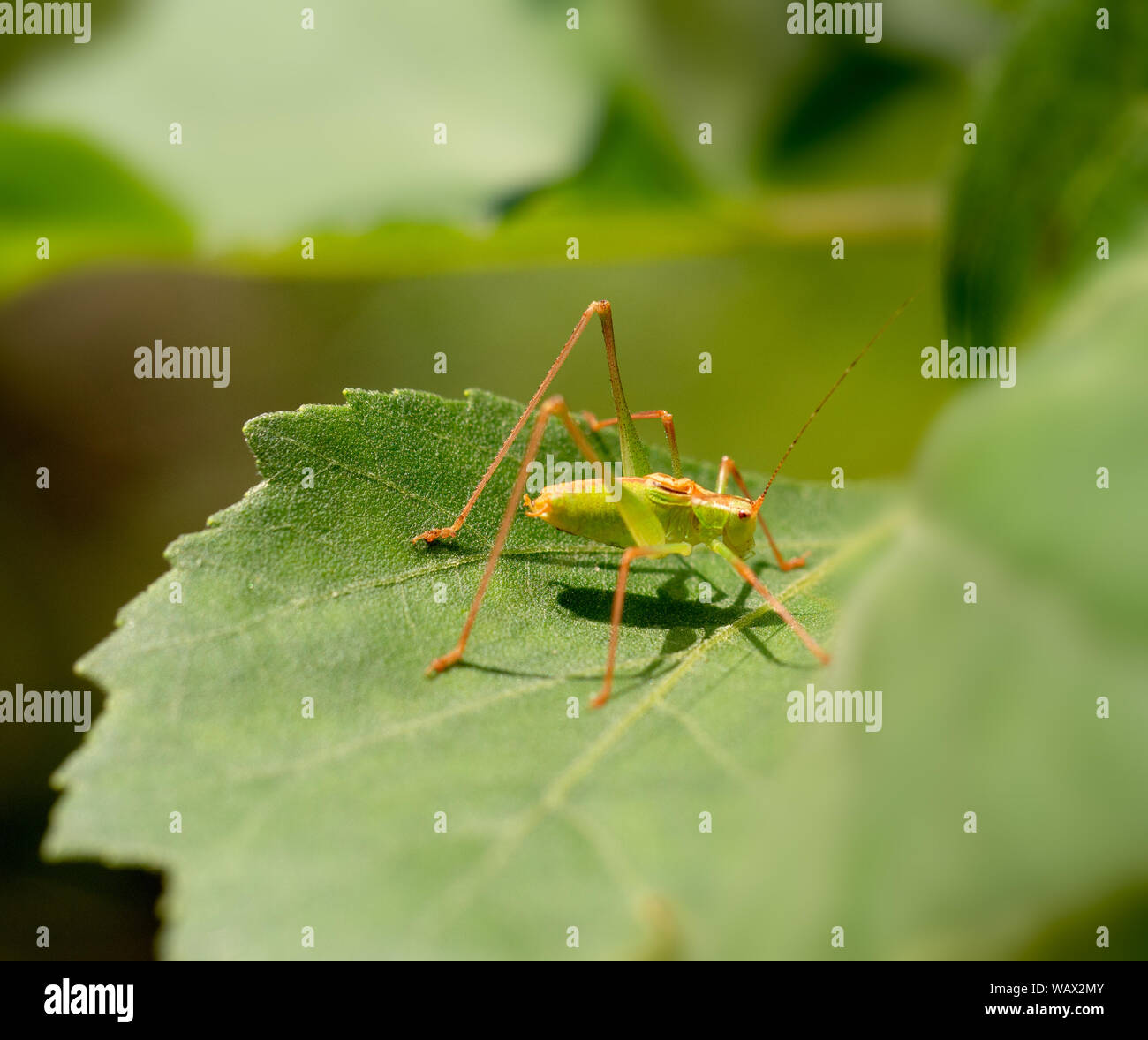Naseux Bush-cricket - Leptophyes moricei. Orange et vert. Profil. Banque D'Images