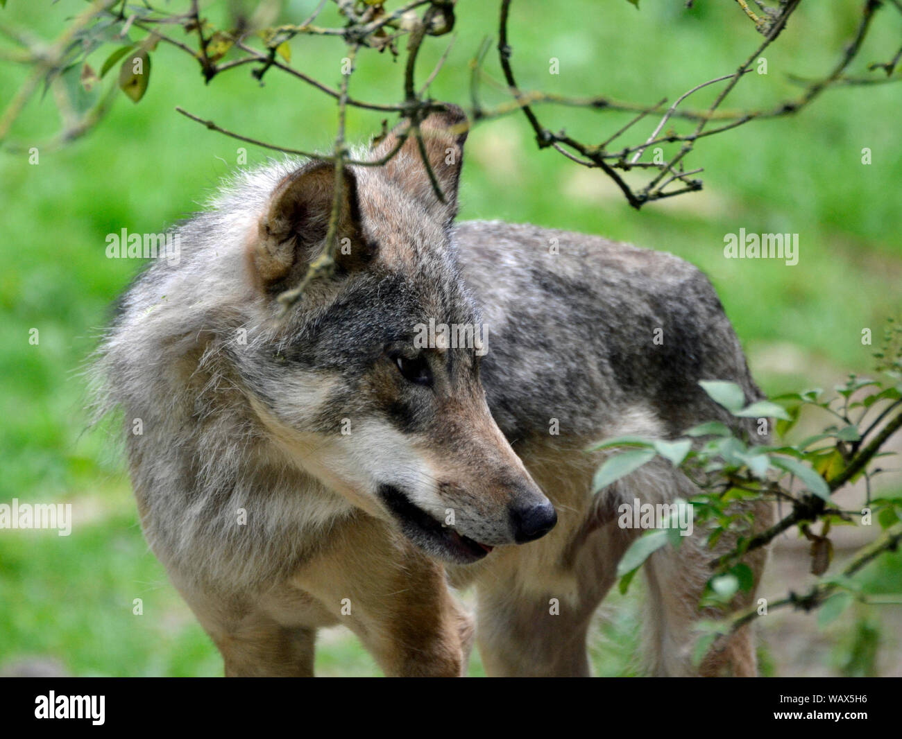 Loup eurasien Cotswold Wildlife Park, Burford, Oxfordshire, UK. Partie de la région des Cotswolds. Banque D'Images