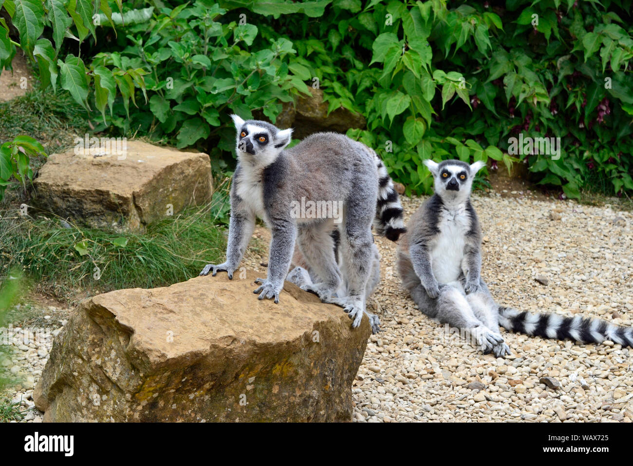 Ring-tailed lémuriens de Madagascar dans l'enclos au Cotswold Wildlife Park, Burford, Oxfordshire, UK. Partie de la région des Cotswolds. Banque D'Images