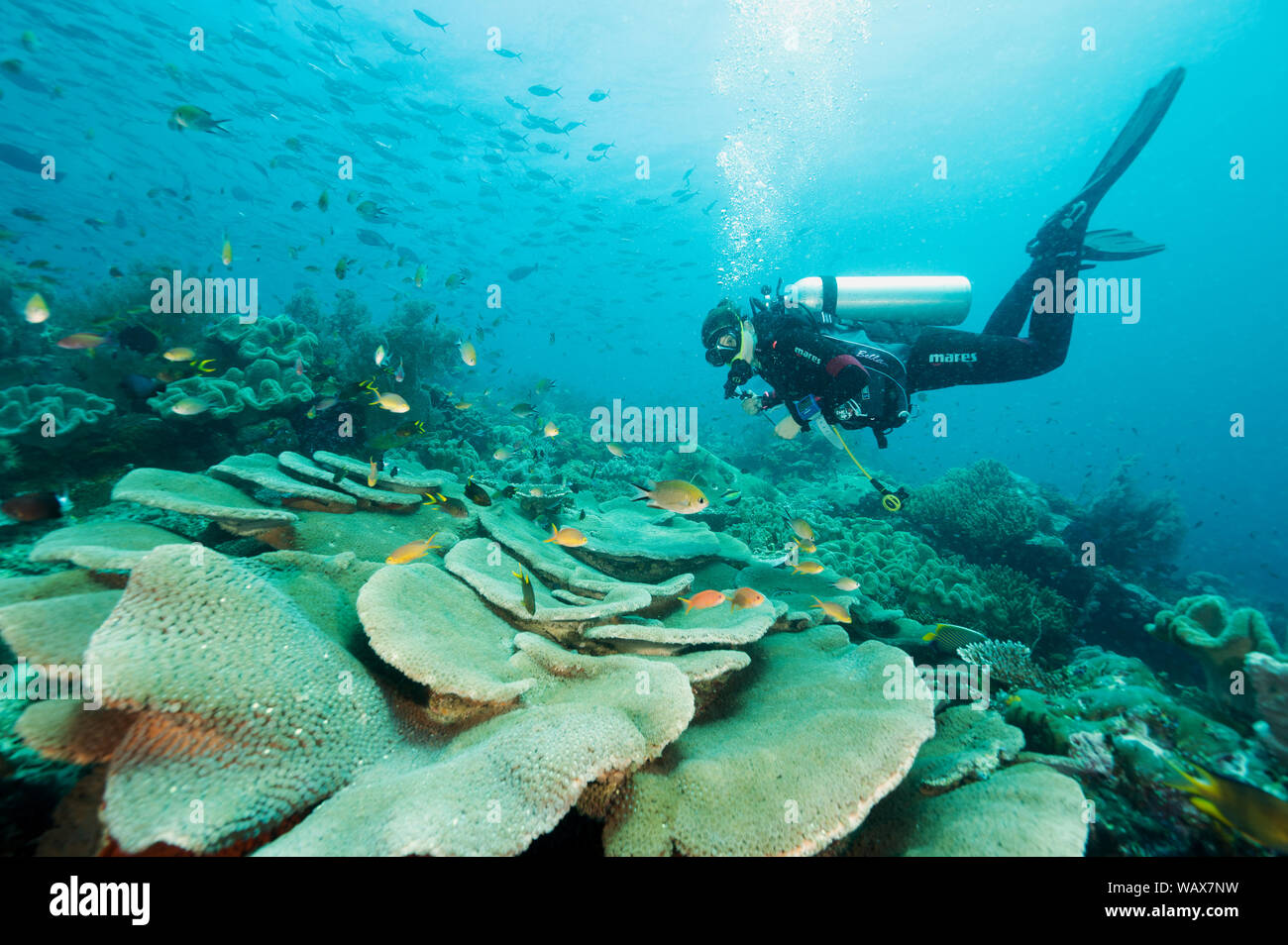 Scenic récif corail chou Raja Ampat Indonésie Banque D'Images