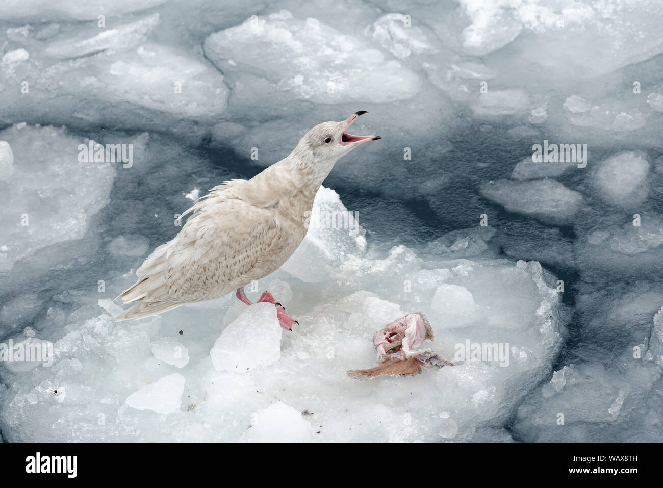 Mouette arctique (Larus glaucoides), juvénile, en plumage hivernal, debout avec bec ouvert sur une banquise, port, Ilulissat, Avannnaata, Groenland, Danemark Banque D'Images