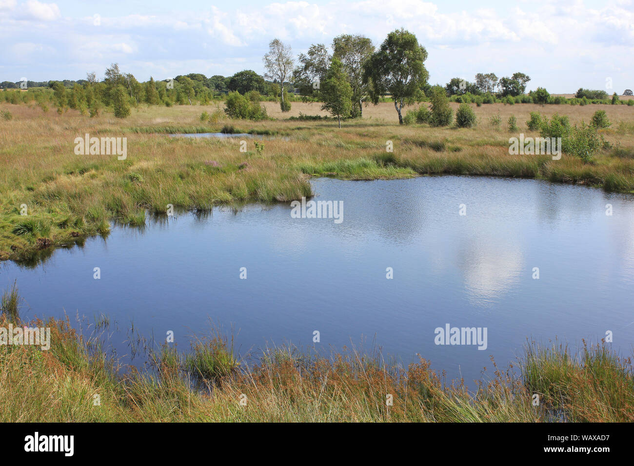 Piscine de la tourbière à Highfield Moss SSSI - un exemple important d'une mire de la vallée de plaine un soulevé Banque D'Images