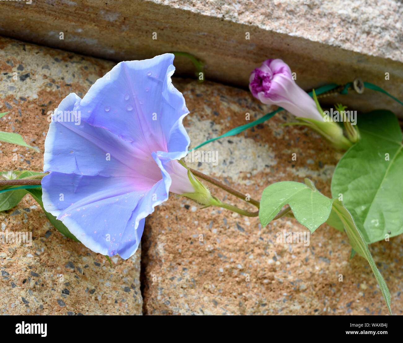 Trichterwinde Dreifarbige, Prunkwinde, Ipomoea purpurea, ist eine schoene Kletterpflanze trichterfoermigen mit verschiedenen farbigen, Blueten. Morni Banque D'Images