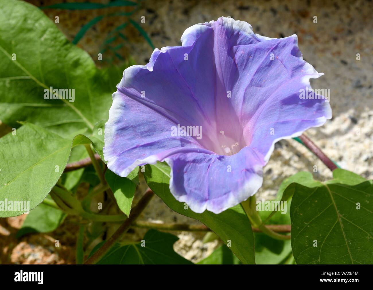 Trichterwinde Dreifarbige, Prunkwinde, Ipomoea purpurea, ist eine schoene Kletterpflanze trichterfoermigen mit verschiedenen farbigen, Blueten. Morni Banque D'Images