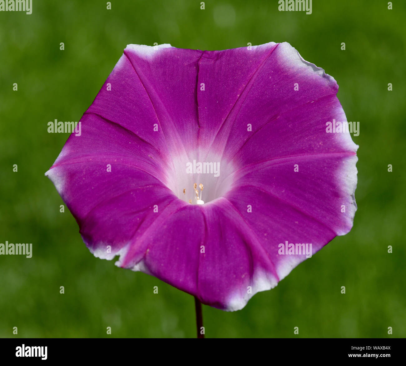 Trichterwinde Dreifarbige, Prunkwinde, Ipomoea purpurea, ist eine schoene Kletterpflanze trichterfoermigen mit verschiedenen farbigen, Blueten. Morni Banque D'Images