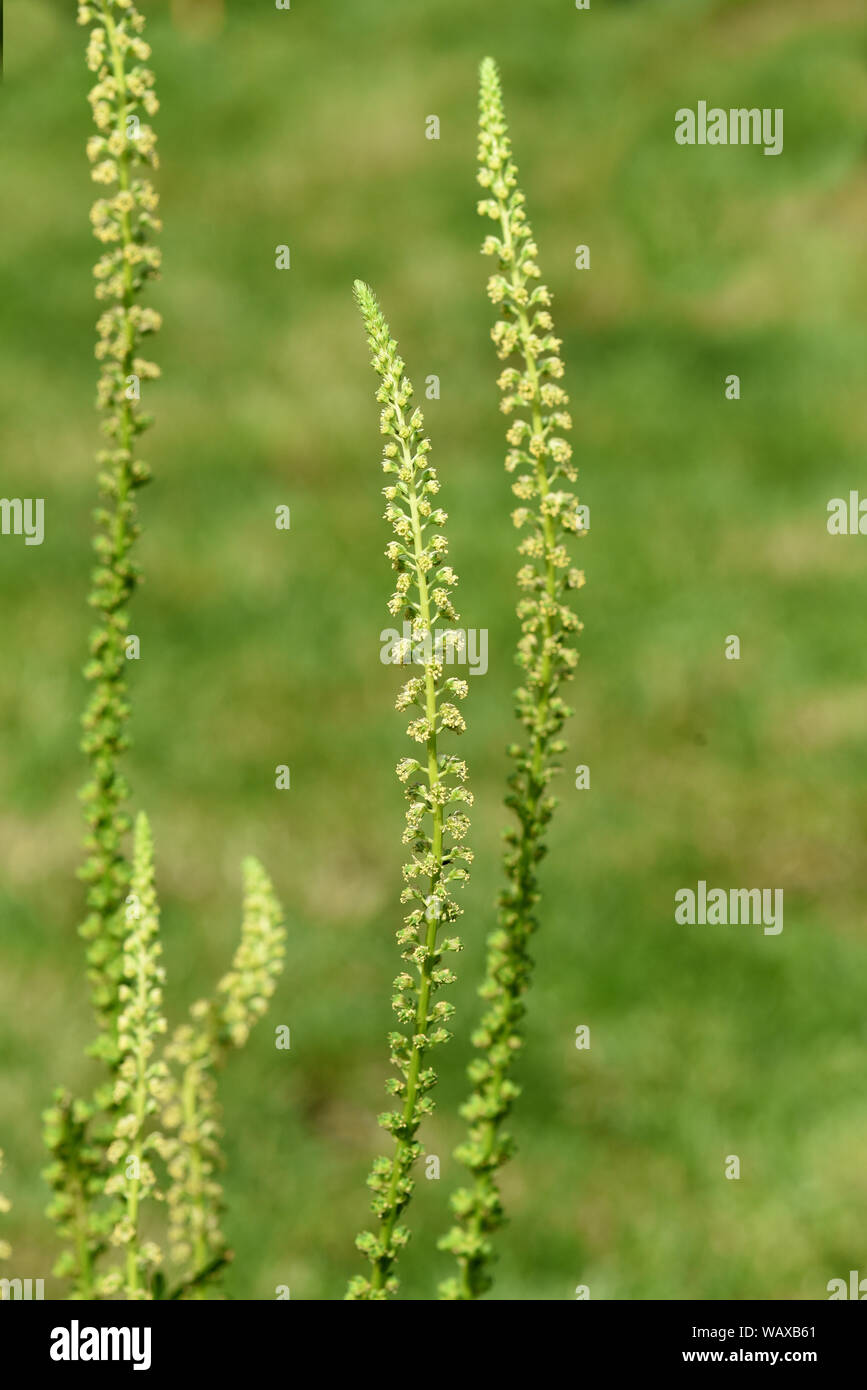 Gelber Wau, Reseda luteola ist eine Wildpflanze die auch zu den Faerber- und Heilpflanzen. zaehlt Banque D'Images