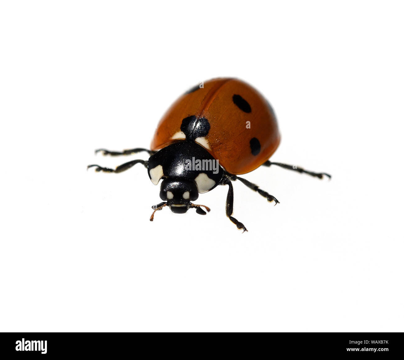 Marienkaefer semptempunctata, Coccinella, ist ein huebscher roter Kaefer mit schwarzen Punkte. Insekt Das ist sehr und viele Blattlae nuetzlich frisst Banque D'Images