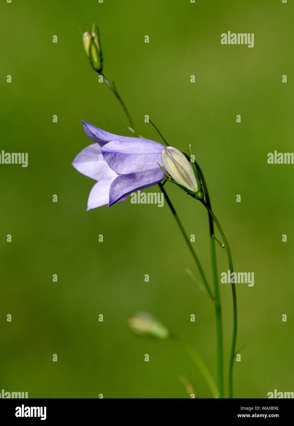 Rundblaettrige Glockenblume, Campanula rotundifolia, ist eine wachsende sauvages Wiesenblume mit blauen Blueten. La campanule à feuilles rondes, Campanula rond Banque D'Images