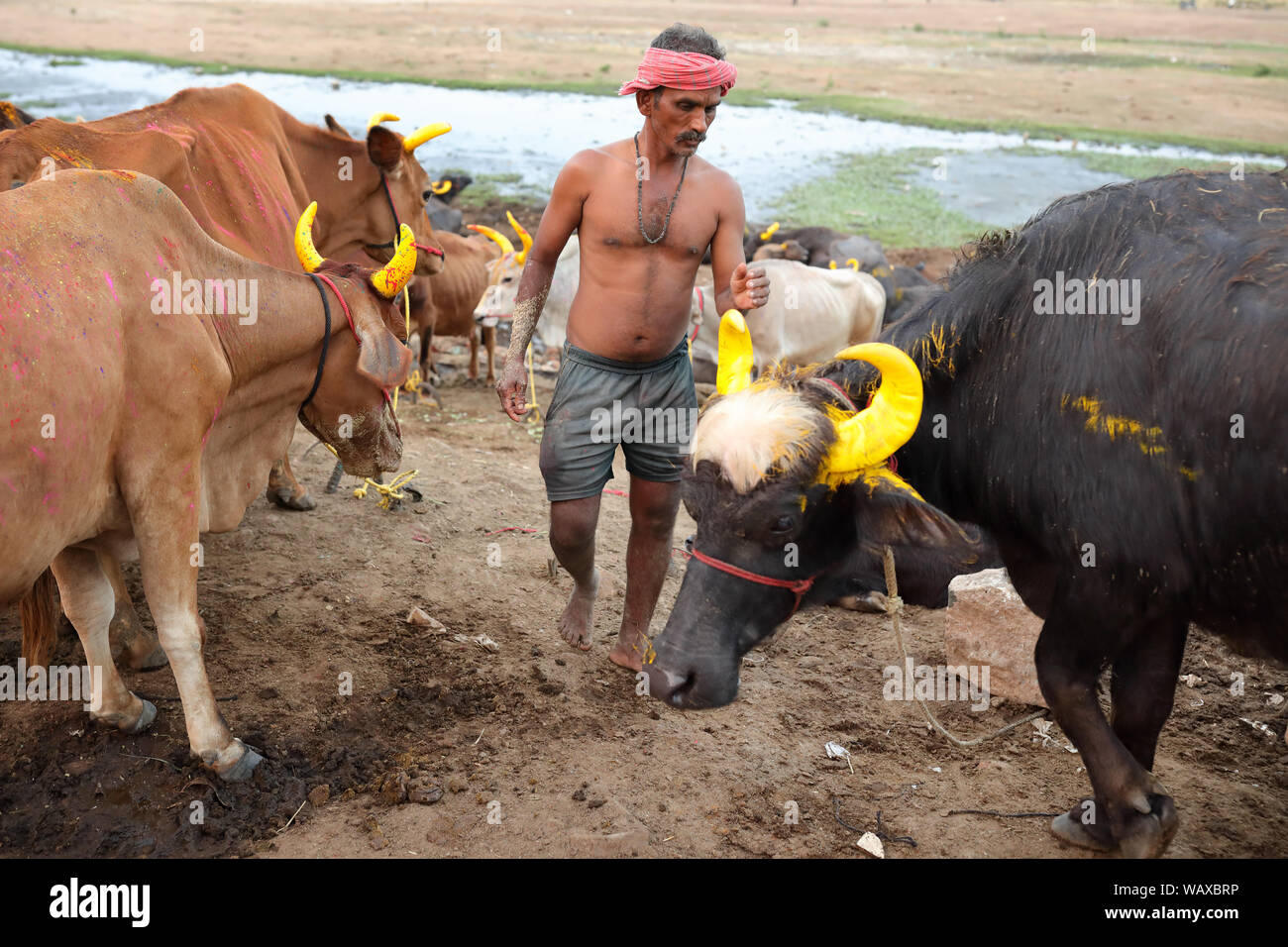 Un agriculteur s’occupe du bétail à Pongal à Madurai, en Inde. Pendant le festival de Pongal, les bovins sont vénérés pour apporter la prospérité. Banque D'Images
