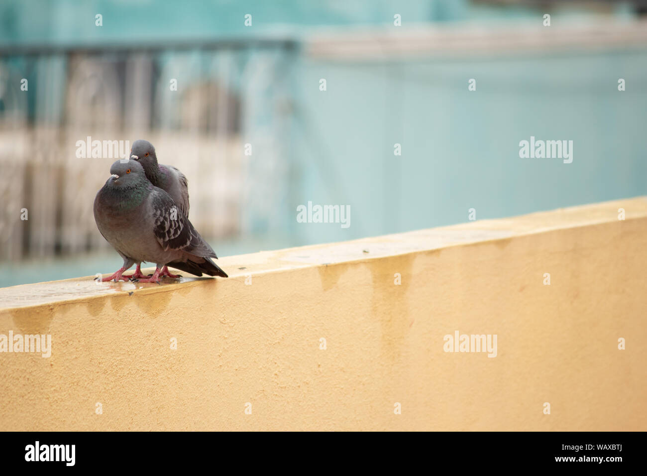 Les pigeons ensemble comme des couples en milieu urbain Banque D'Images