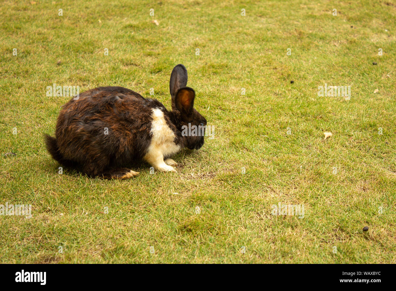 Brown color rabbit se nourrissant d'herbe dans une pelouse Banque D'Images