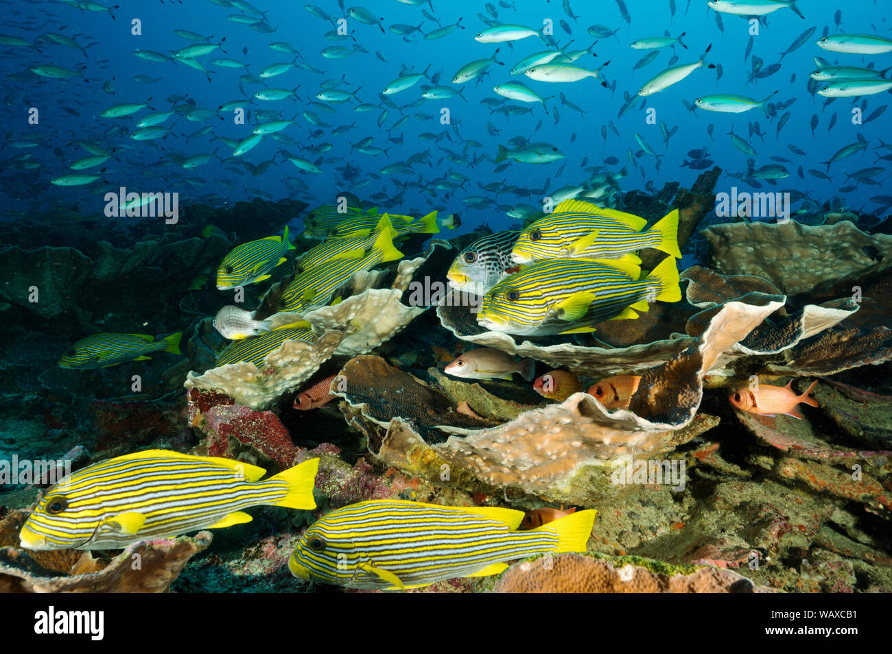 Récif coloré scenic avec ruban gaterins, Plectorhinchus polytaenia, et la tache noire des lutjans, Lutjanus ehrenbergii, plus de coraux foliacés massive Banque D'Images