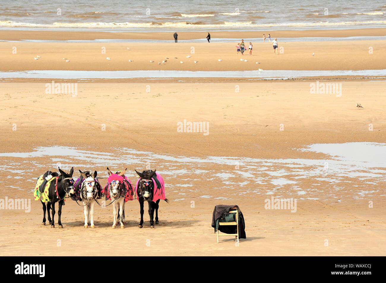 Journée tranquille pour les ânes sur la plage de Blackpool Banque D'Images