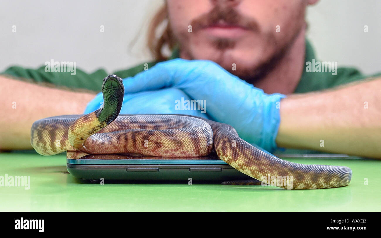 Un python à tête noire (juvénile) est la pesée pendant la pesée annuelle au ZSL London Zoo de Londres. Banque D'Images