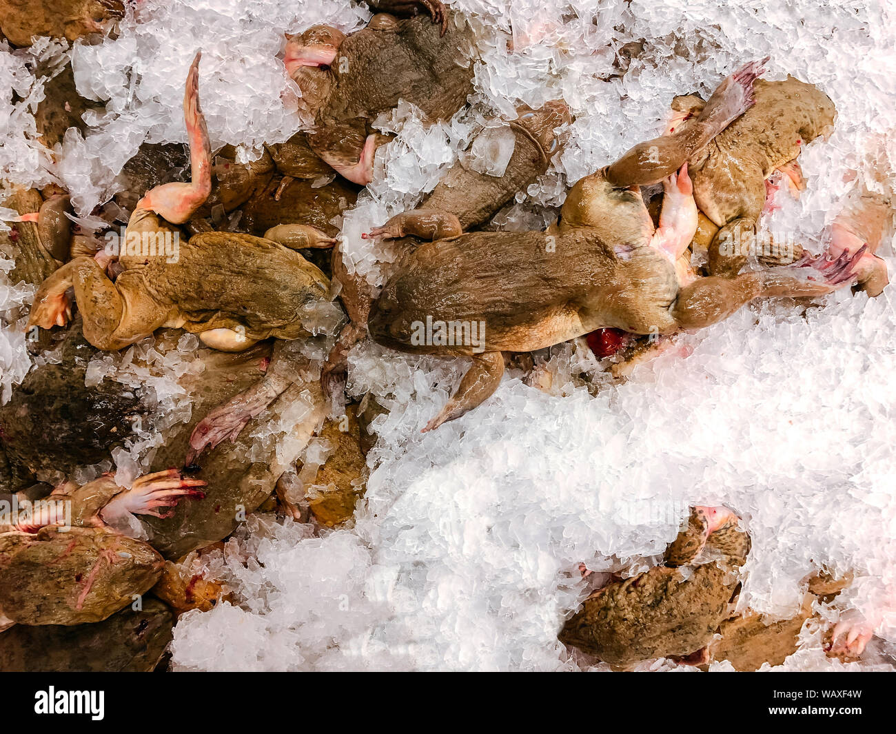 Close up matières frais asiatiques ou grenouille ouaouaron sur la glace froide dans le marché des fruits de mer Vue de dessus - concept répugnant exotiques Banque D'Images