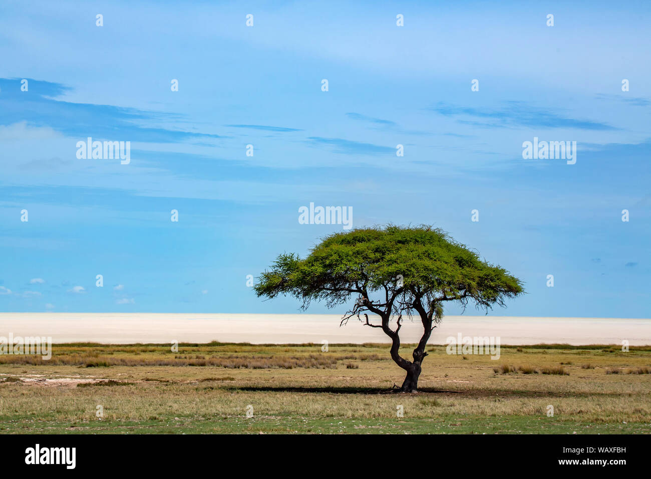 Nature, Paysage, Namibie, Etosha, Pan, 30077651 Banque D'Images