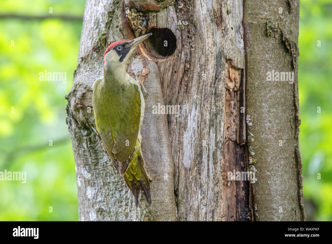 La nature, Suisse, sauvages, oiseaux, Pic, Picus viridis, 30077766 Banque D'Images