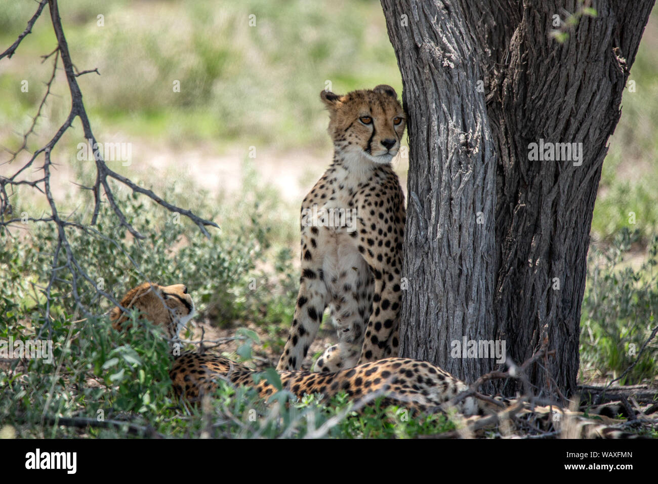 La nature, sauvage, animal, Cheetah, Etosha, Namibie, Acinonyx, 30077797 Banque D'Images