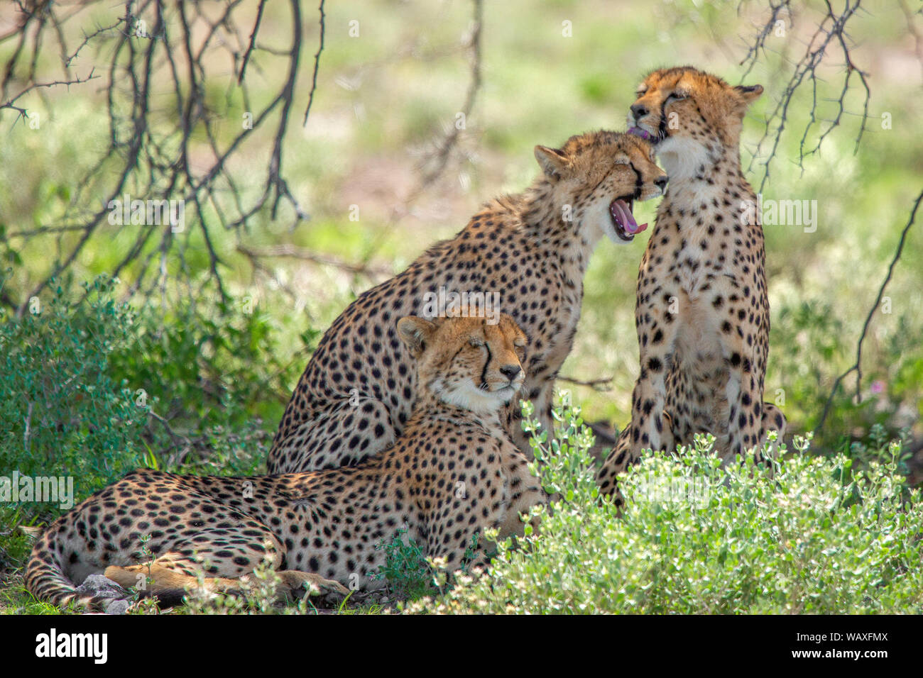 La nature, sauvage, animal, Cheetah, Etosha, Namibie, Acinonyx, 30077809 Banque D'Images