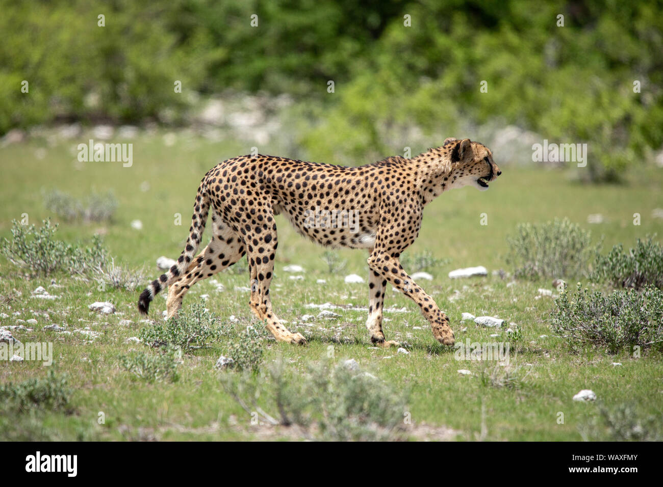 La nature, sauvage, animal, Cheetah, Etosha, Namibie, Acinonyx, 30077806 Banque D'Images