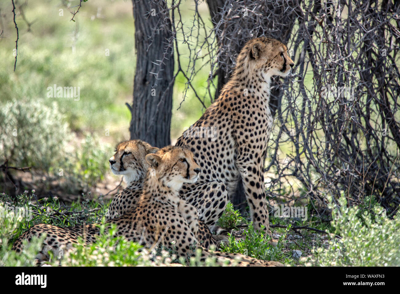 La nature, sauvage, animal, Cheetah, Etosha, Namibie, Acinonyx, 30077802 Banque D'Images