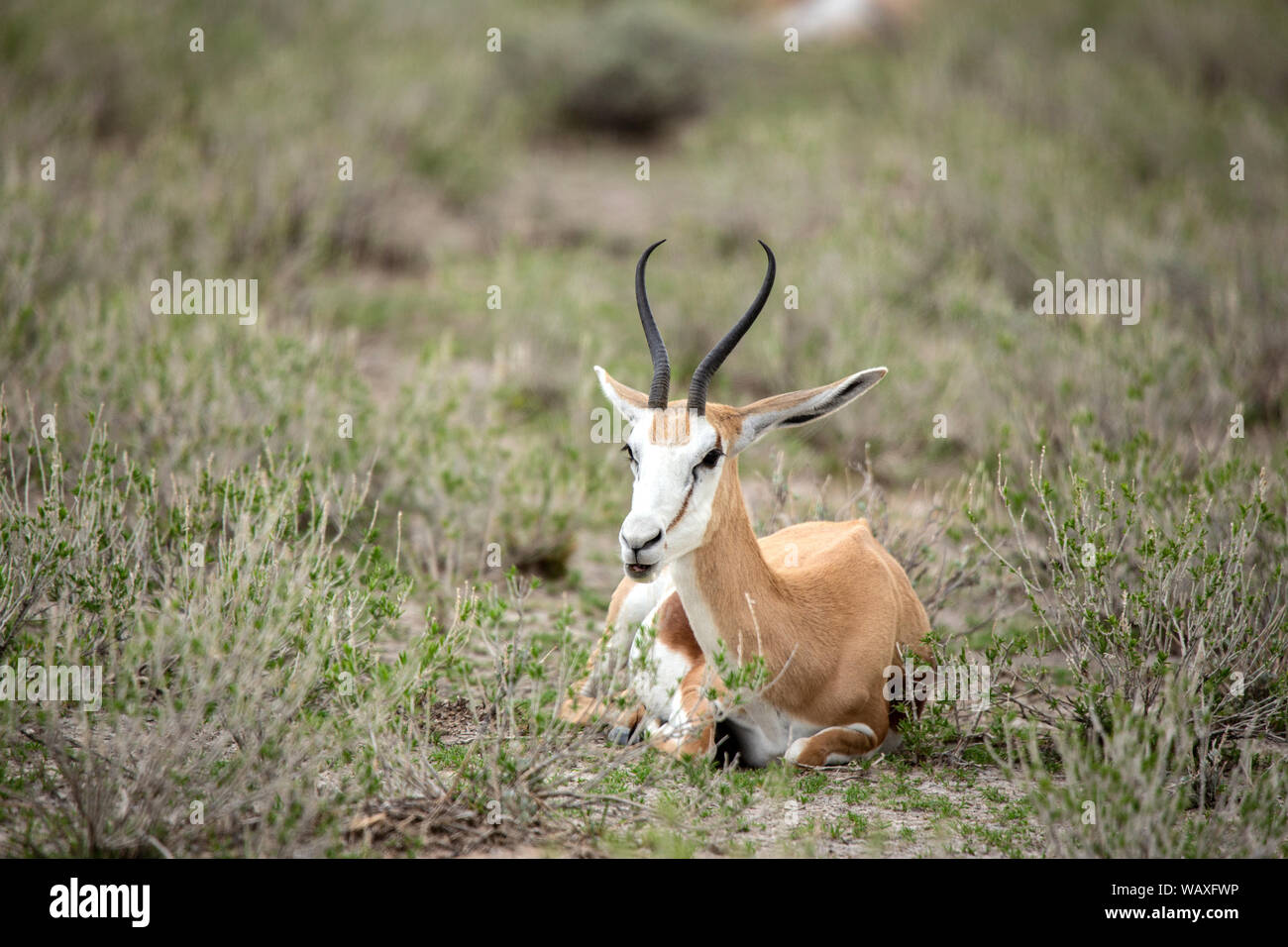 Nature, Nature, Namibie, springbok, Antidorcas, 30077882 Banque D'Images