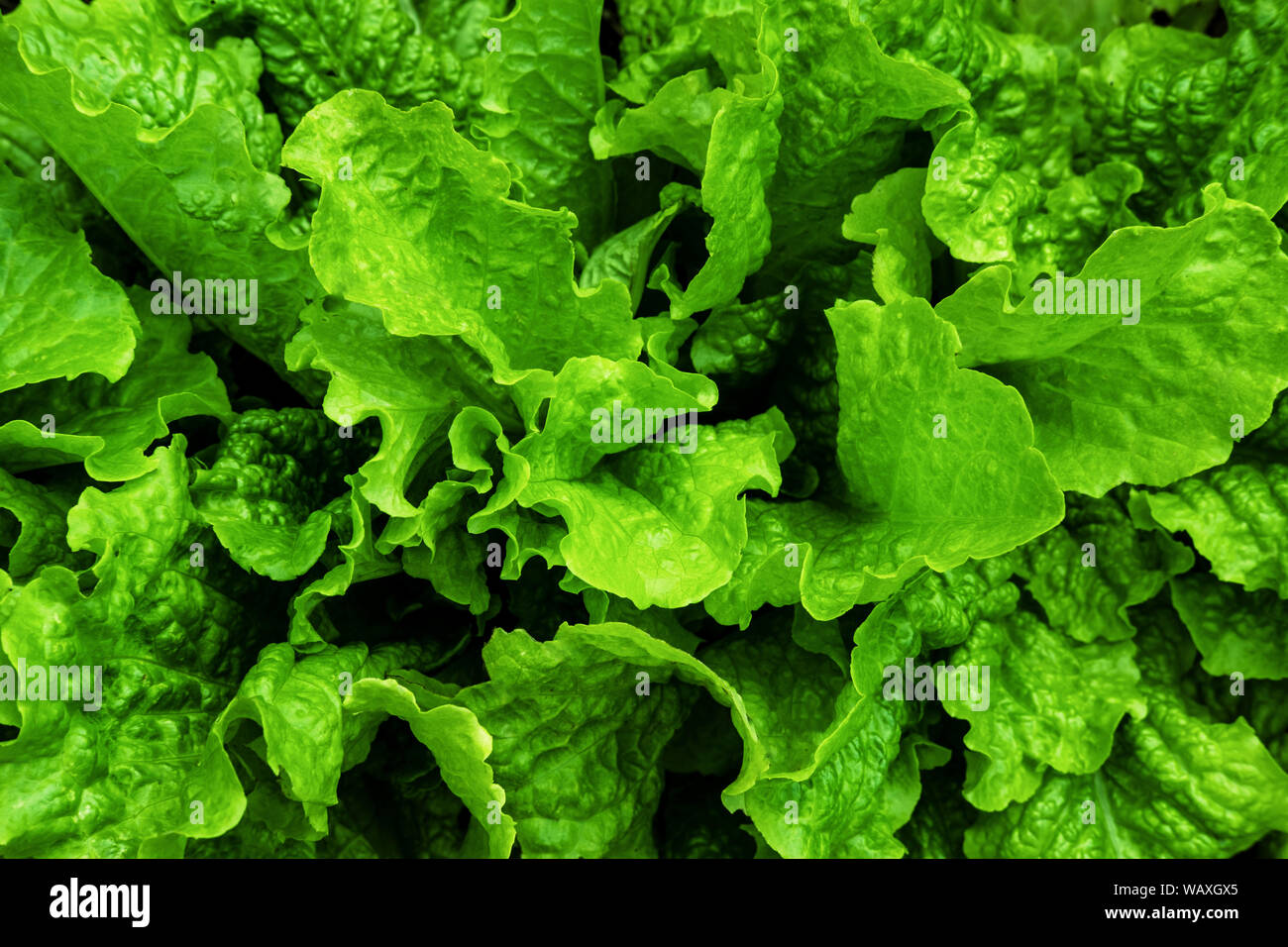 Feuilles de laitue fraîche top view close up l'arrière-plan. Salade verte  en toile de fond. Bouquet de verdure texture macro. Fond d'aliments  naturels et biologiques. Veg en bonne santé Photo Stock -