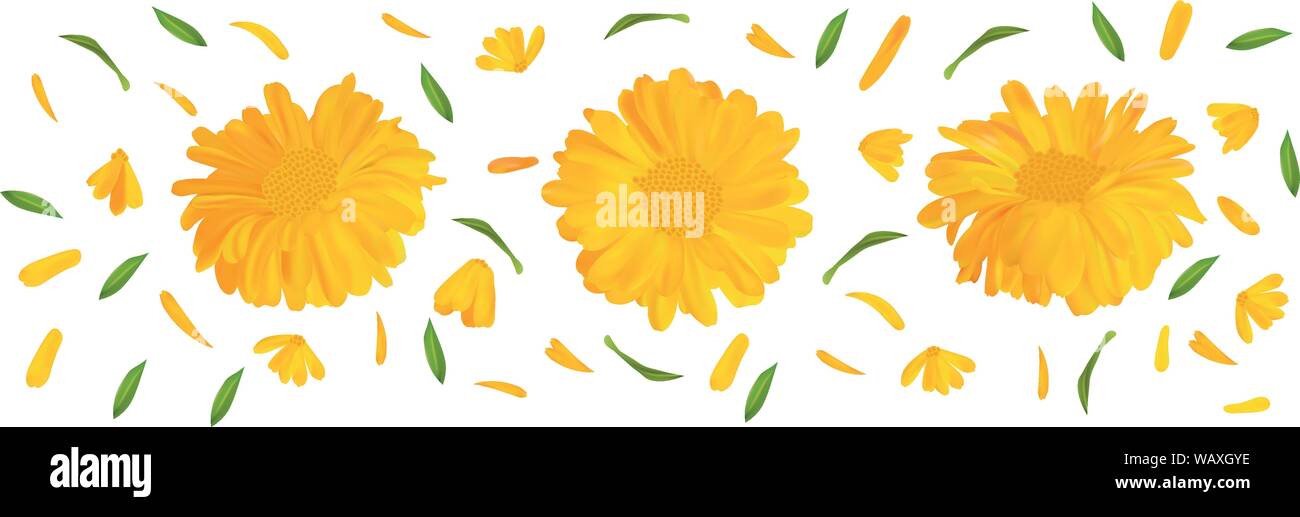 Marigold Set fleur avec feuille verte. Calendula 3D réaliste en mouvement isolé sur fond blanc. Fleur d'été close up. Vector illustration. Illustration de Vecteur