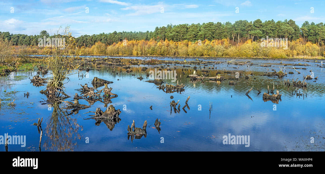 Delamere Forest montrant les souches d'arbres morts dans le cadre d'Blakemere reflooded Moss en 1998 après l'échec de la plantation Cheshire UK Novembre 2018 Banque D'Images