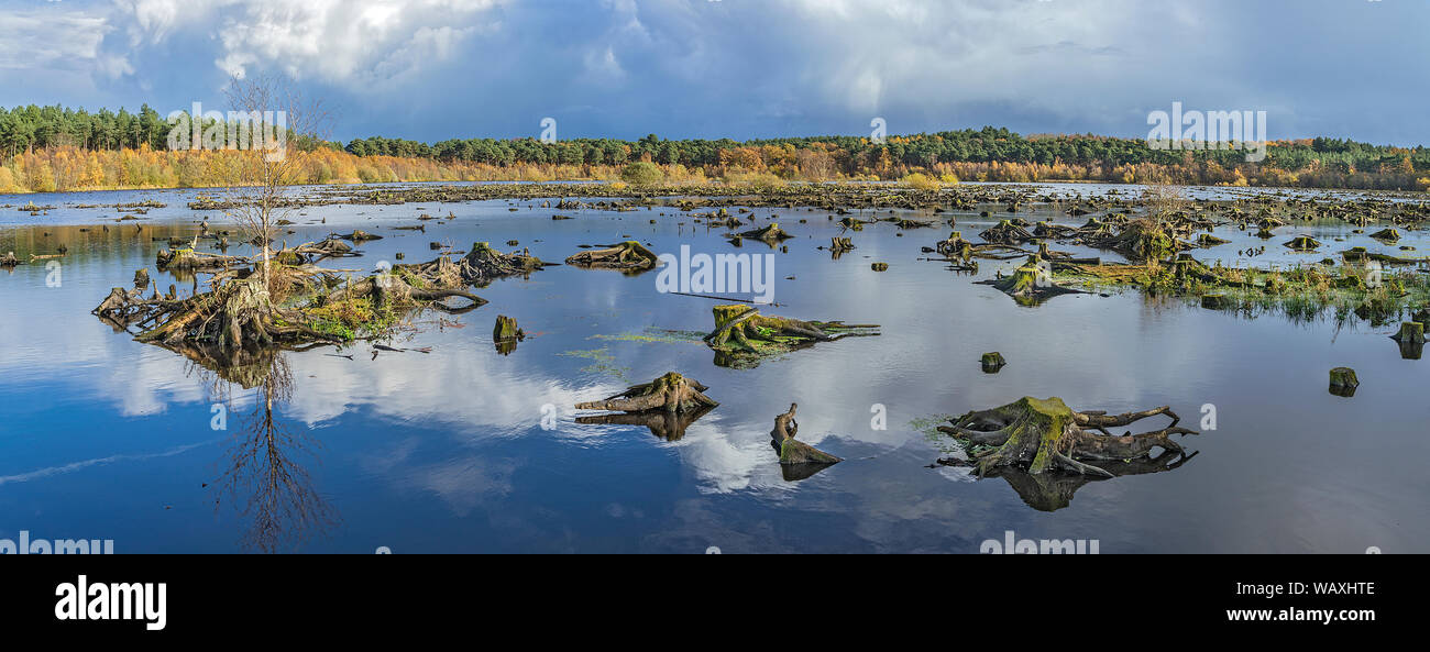 Delamere Forest montrant les souches d'arbres morts dans Blakemere reflooded Moss en 1998 après l'échec de la plantation Cheshire UK Novembre 2018 Banque D'Images