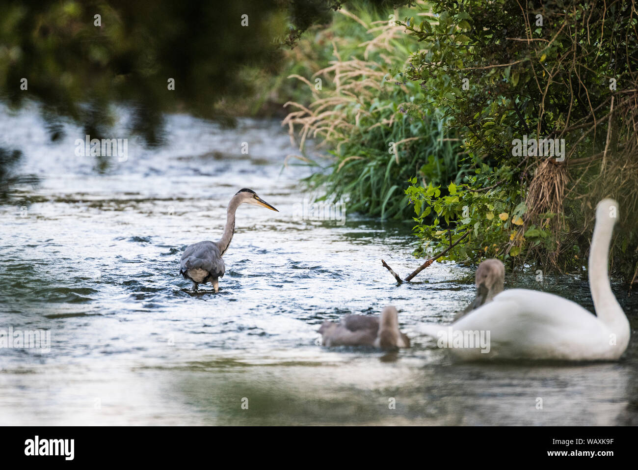 La pêche sur la rivière Heron Frome Dorset aux cygnes en premier plan. Banque D'Images