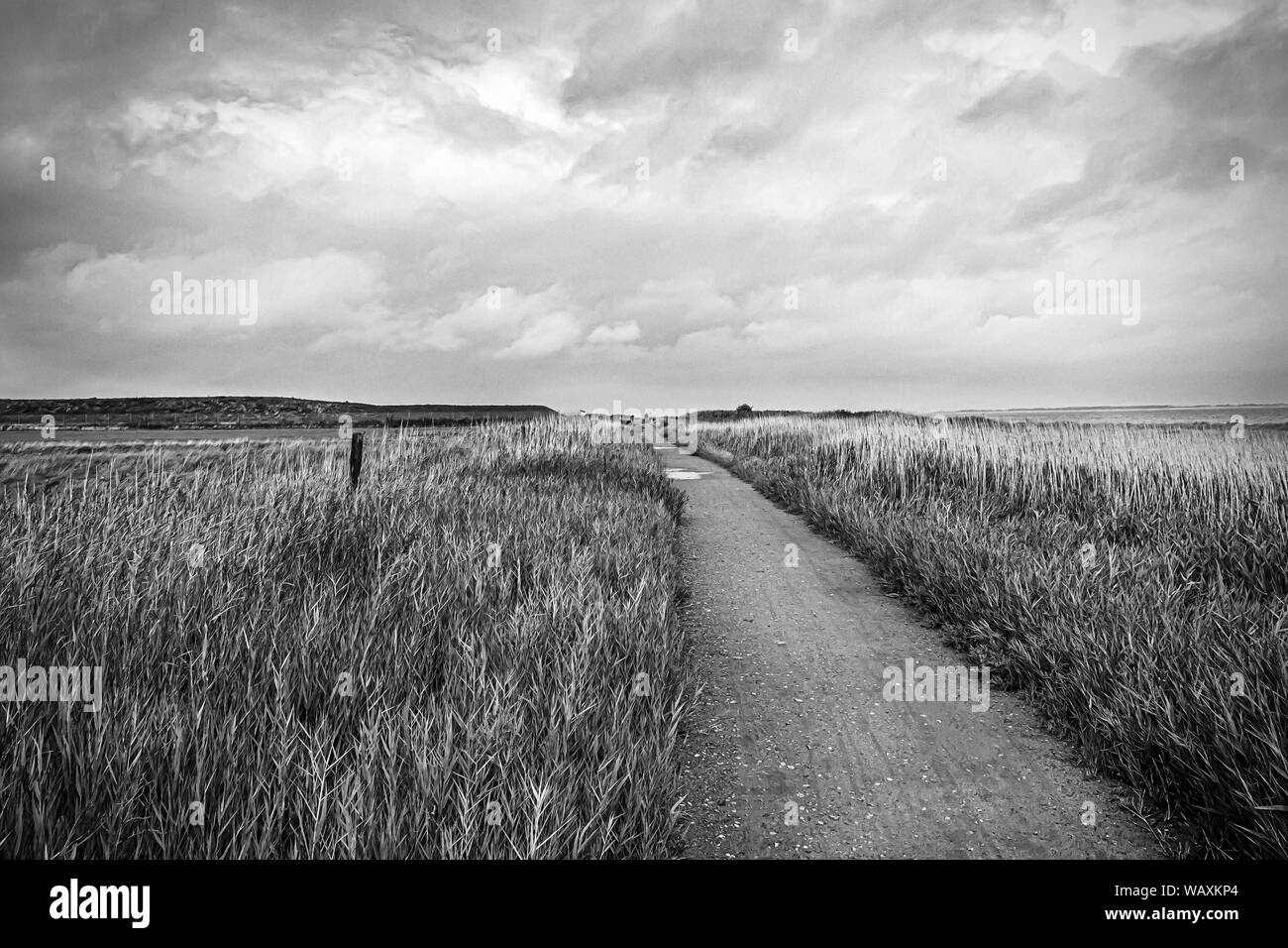 Cours sur la côte de l'île d'Amrum, photo en noir et blanc Banque D'Images
