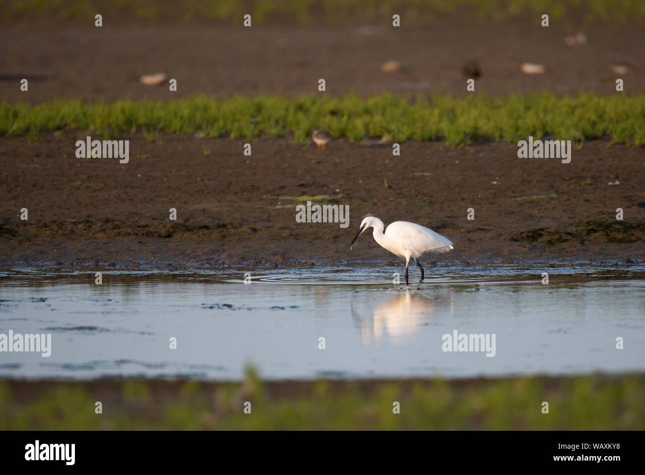 L'aigrette garzette, Egretta garzetta, sur la flotte lagoon, Dorset. Banque D'Images