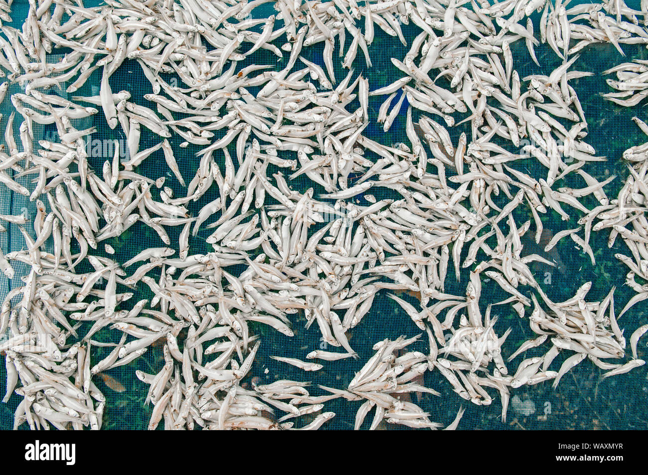 L'anchois salé poisson séché au soleil processus top voir les détails - les fruits de mer de la Thaïlande de l'industrie Banque D'Images