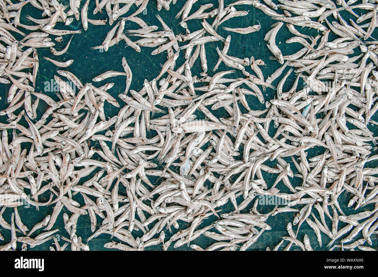 L'anchois salé poisson séché au soleil processus top voir les détails - les fruits de mer de la Thaïlande de l'industrie Banque D'Images