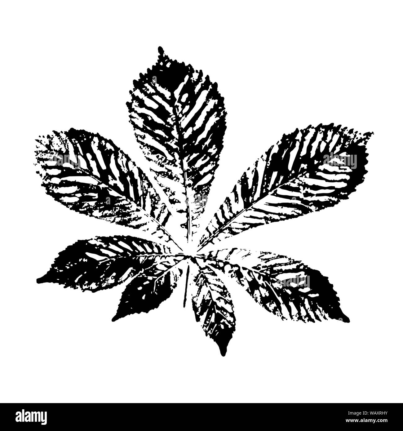 Feuille de châtaignier couleur vecteur impression en noir sur fond blanc. Illustration de Vecteur