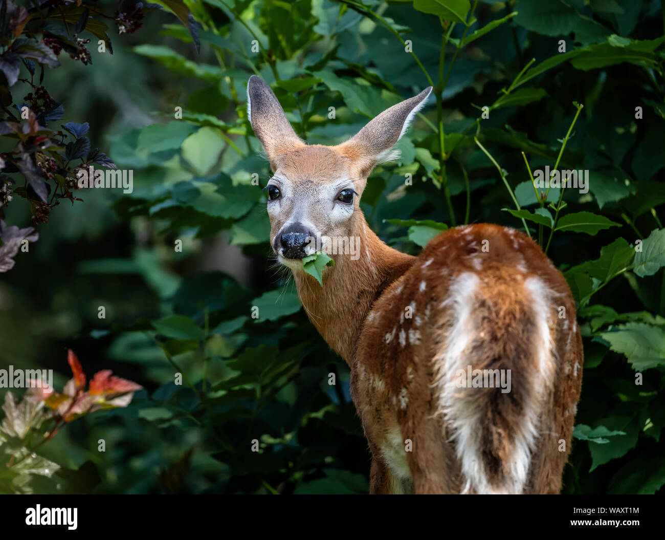 White-tailed deer fawn se nourrissent de feuilles, Parc Assiniboine, Winnipeg, Manitoba, Canada. Banque D'Images