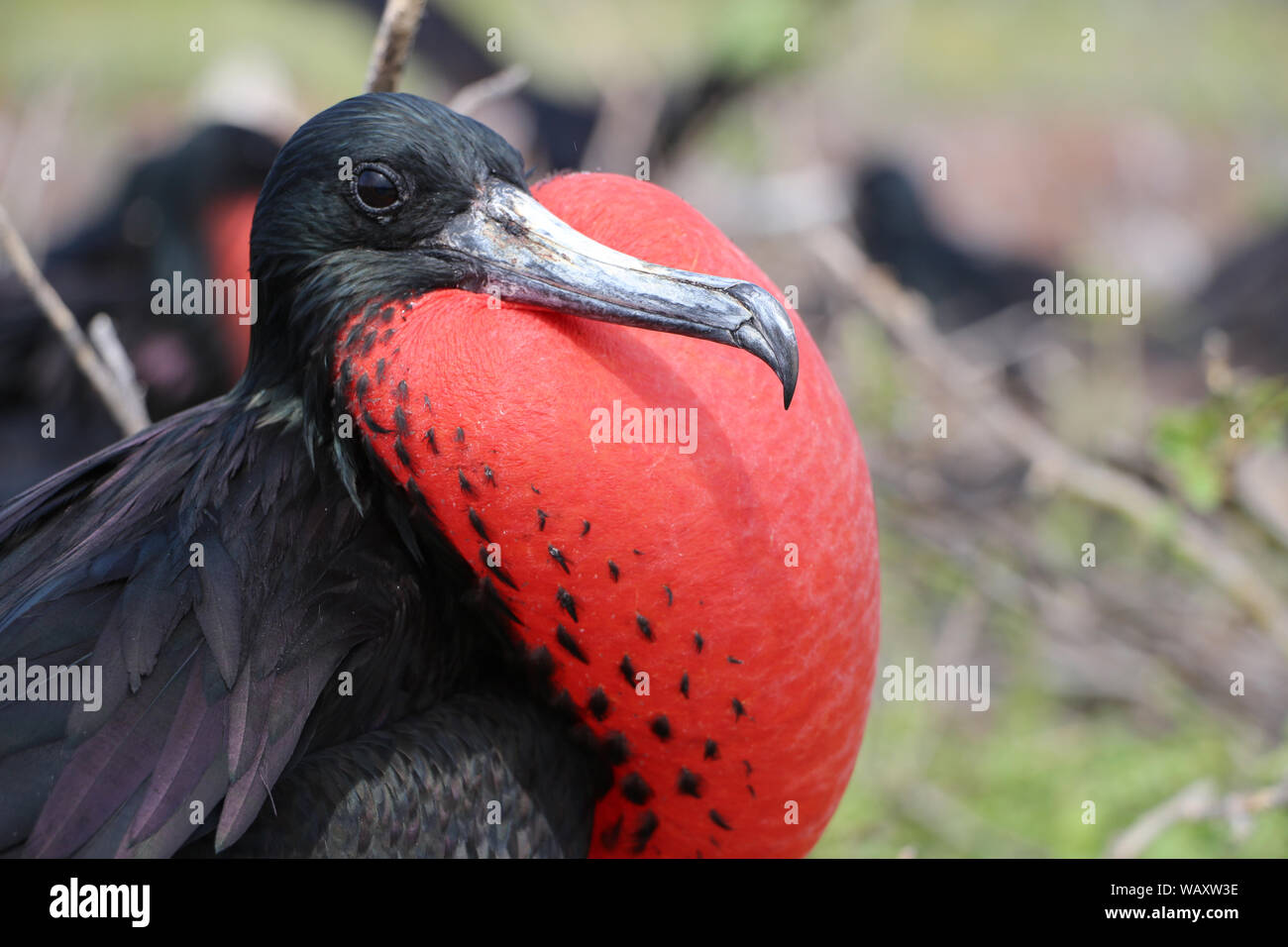 Oiseaux frégates dans les îles Galapagos sont une famille d'oiseaux de mer Banque D'Images