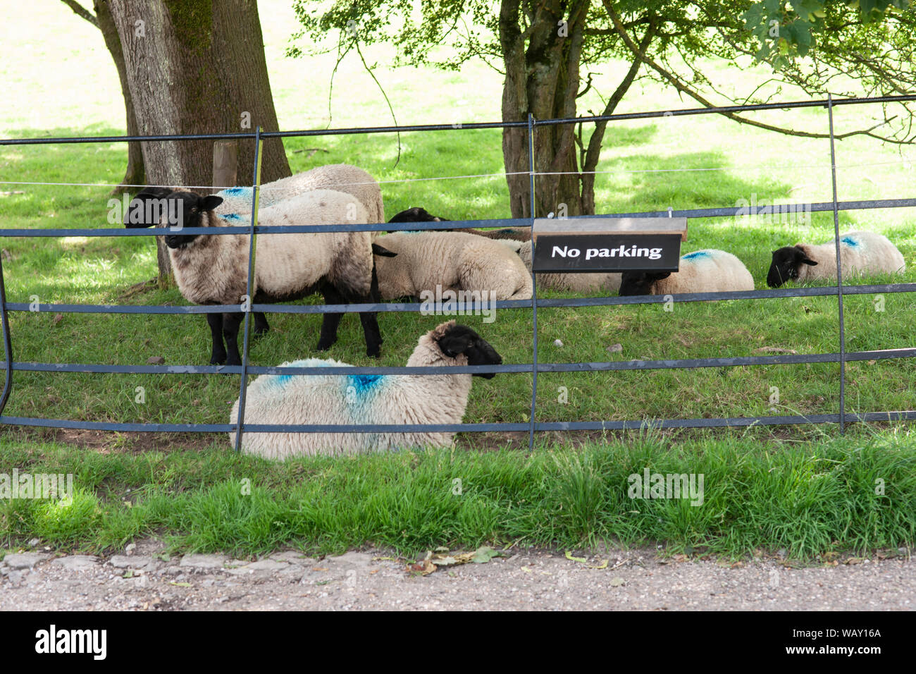 Les moutons ne peuvent pas lire, couchée près d'un no parking sign, Ilam, Parc Peak District Staffordshire Banque D'Images