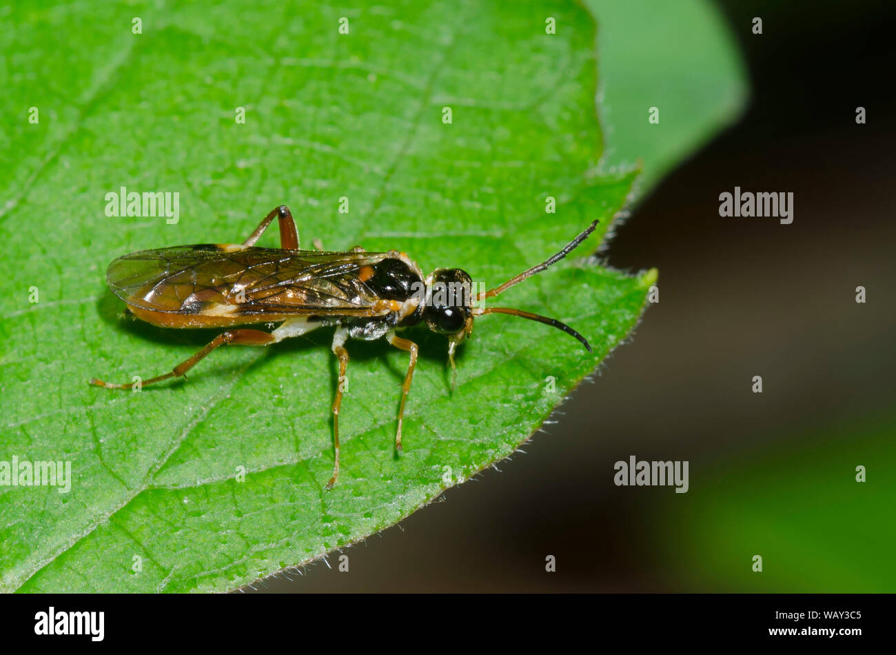 La tenthrède du commun, Taxonus sp. Banque D'Images