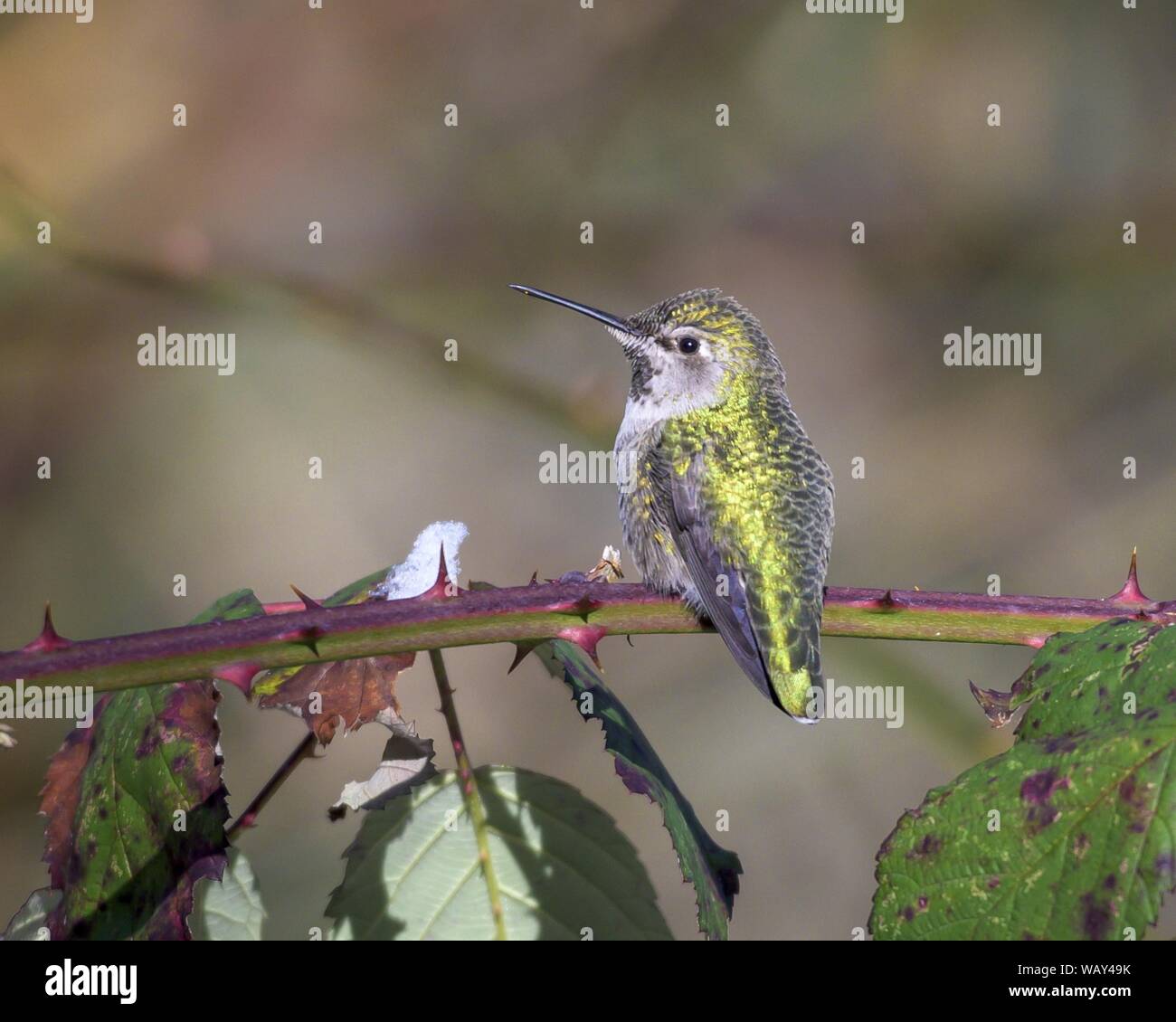 Gros plan sélectif d'un colibri gris et jaune de Rufus sur une branche épineuse Banque D'Images