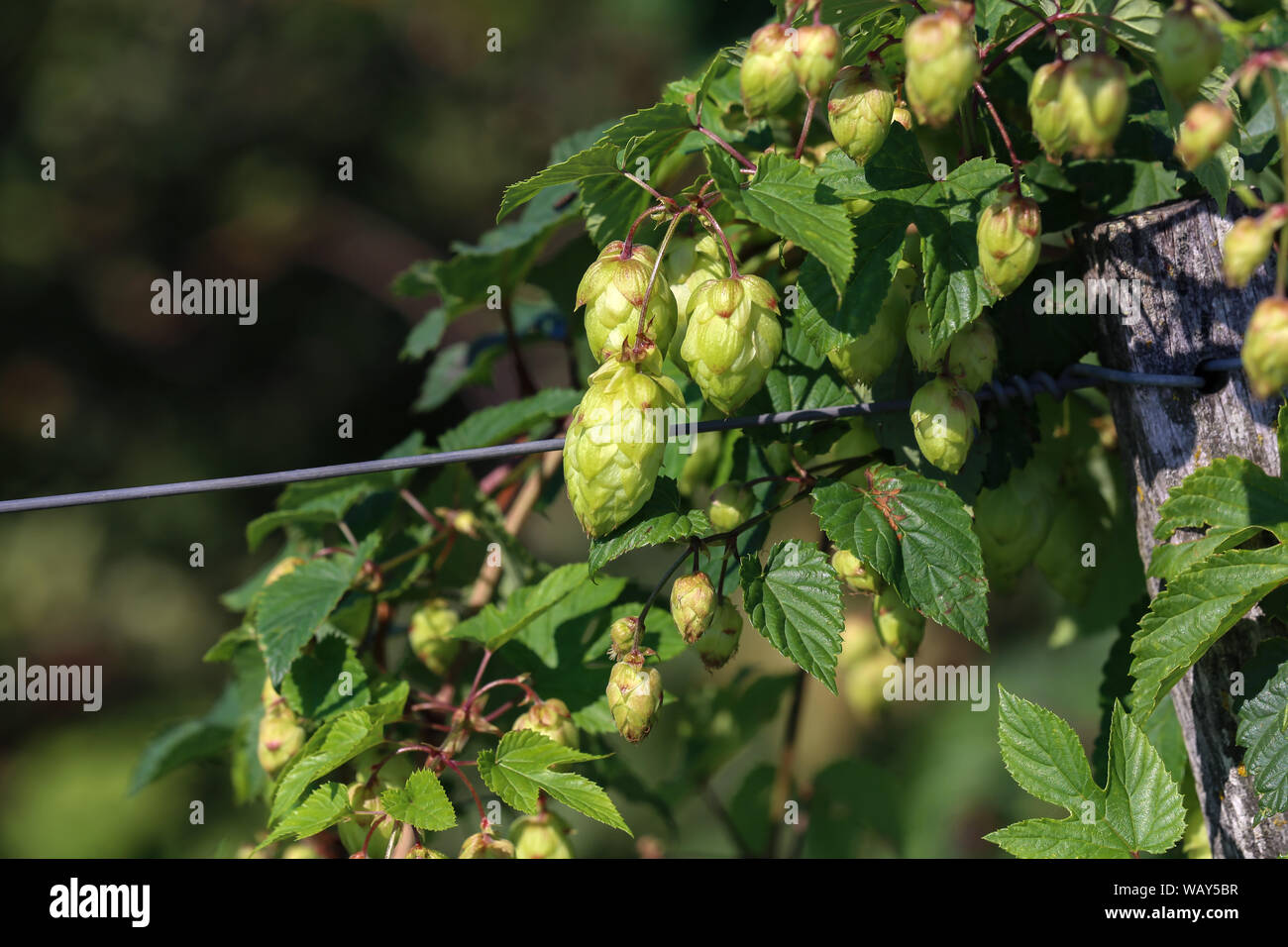 Détail de cônes de houblon dans le champ de houblon. Banque D'Images