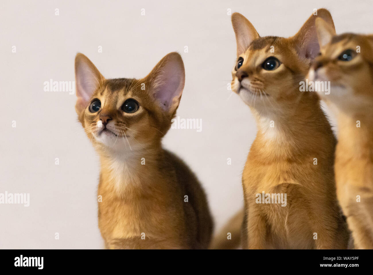 Chatons abyssins. L'ancienne race de chat. Favoris de pharaons égyptiens. En l'honneur du pays d'Abyssinie (Ethiopie). Banque D'Images