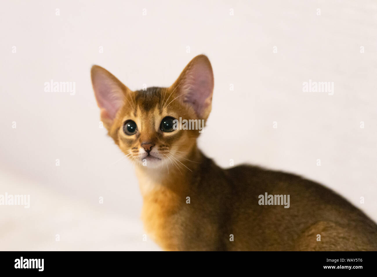 Chaton abyssin. L'ancienne race de chat. Favoris de pharaons égyptiens. En l'honneur du pays d'Abyssinie (Ethiopie). Banque D'Images