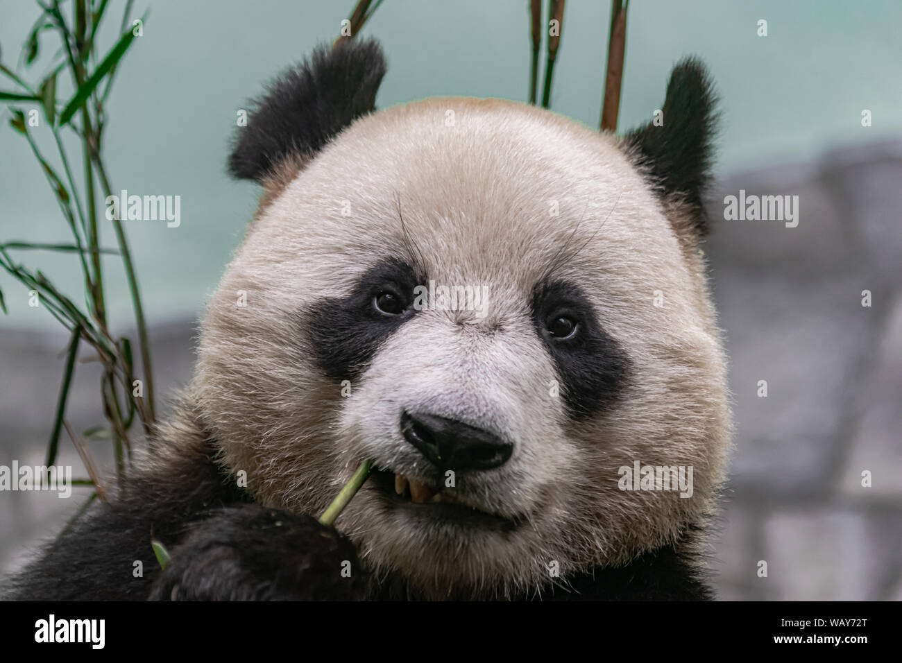 Panda géant (Ailuropoda melanoleuca), tête portrait, manger le bambou Banque D'Images