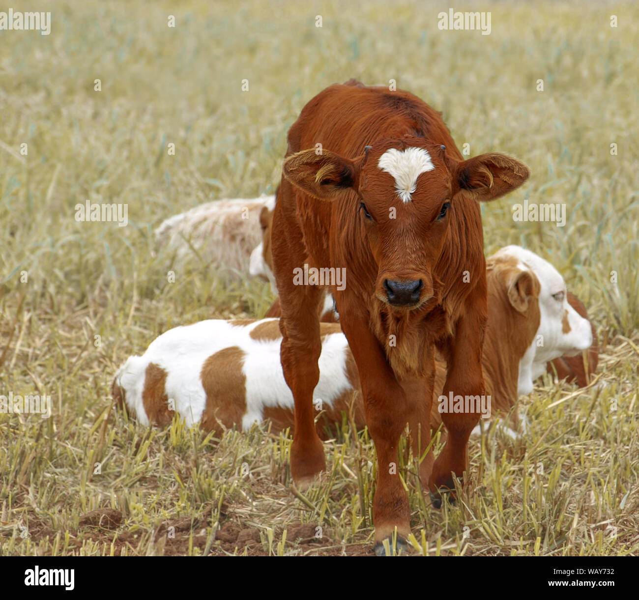 Veau brun, bébé vache avec d'autres veaux en paddock Banque D'Images