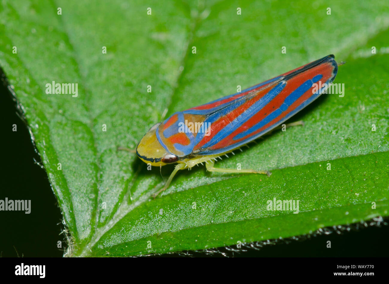 La cicadelle à bandes rouges, Graphocephala coccinea Banque D'Images