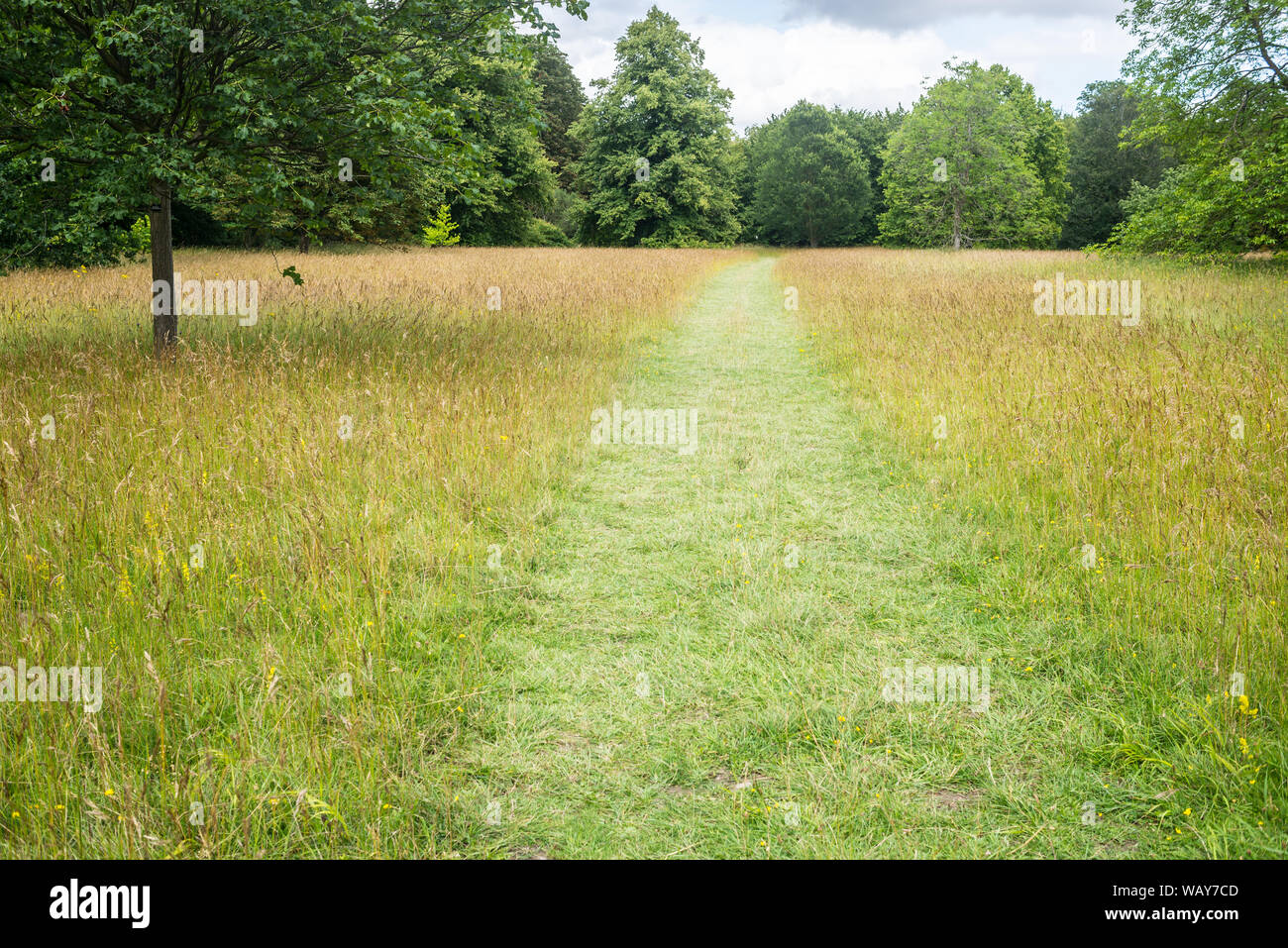 Chemin vert extérieur parc entre dans une prairie sauvage avec de longues herbes sauvages et arbres au loin Banque D'Images