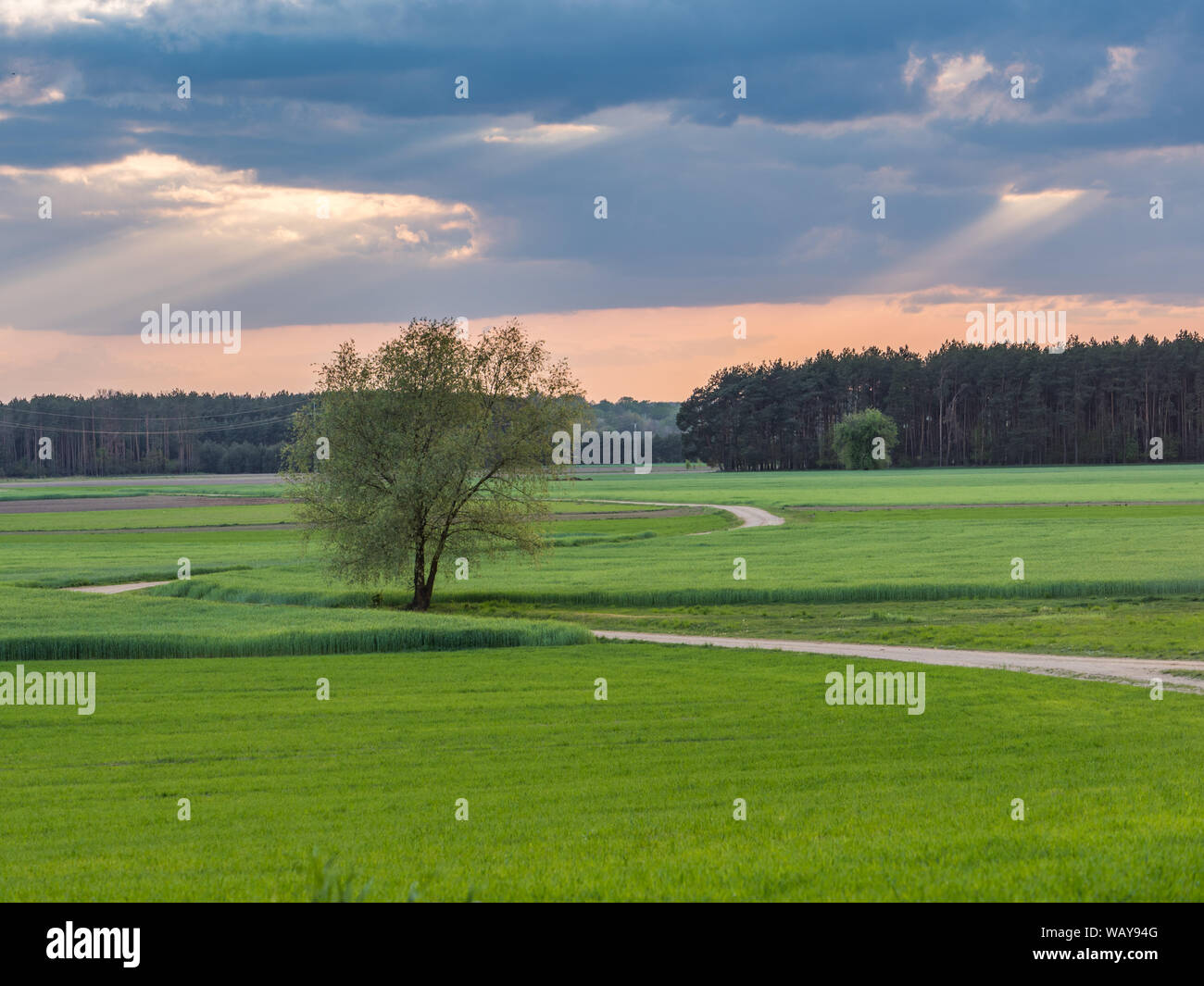 Une route de campagne au printemps. Podlasie. Podlasie. La Pologne, l'Europe. La région est appelée Podlasko Podlasze ou. Banque D'Images