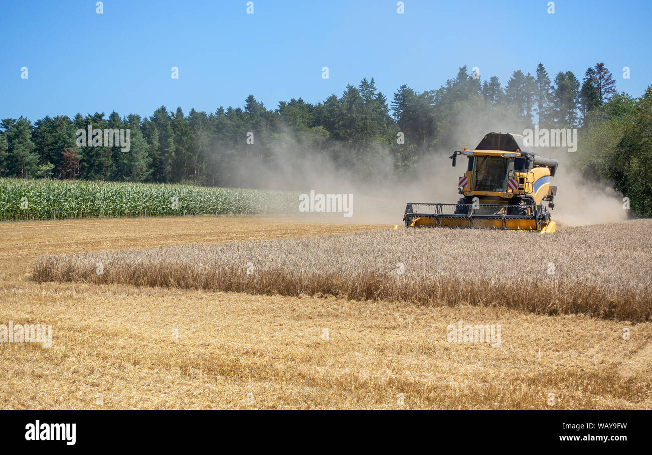 L'ensileuse à la récolte d'un champ de céréales Banque D'Images